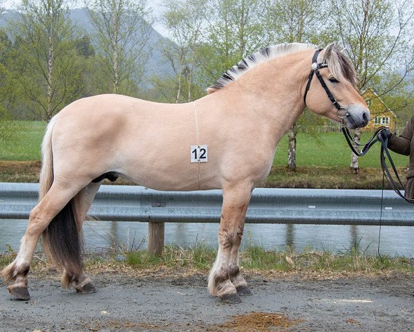 horse Søndre Ask (Fjord Horse, 2019, from Alme Baronen)