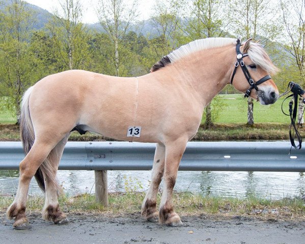 horse Fløgstad Glimt (Fjord Horse, 2019, from Birkelid Nimo)