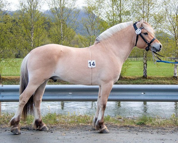 horse Stråmyrs Gangar (Fjord Horse, 2019, from Birkelid Tullen)