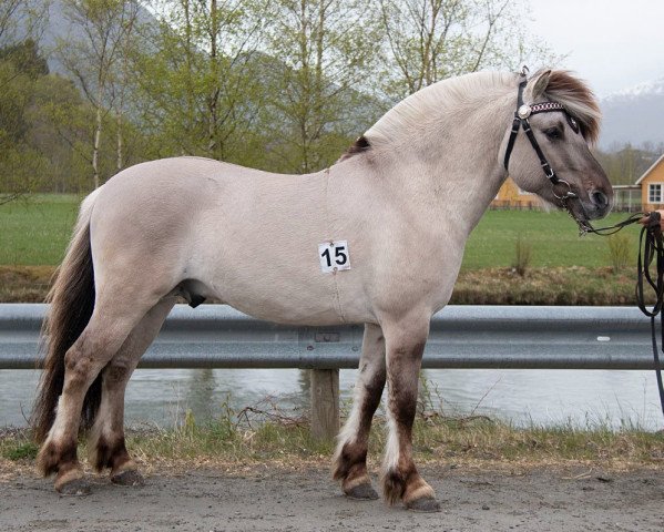 horse Trondmo Knerten (Fjord Horse, 2019, from Birkelid Tullen)