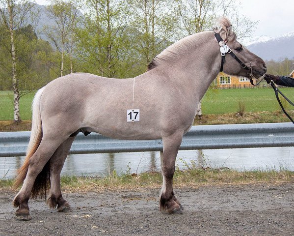 Springpferd Herkules Karmir (Fjordpferd, 2019, von Caron vom Eekbarg)