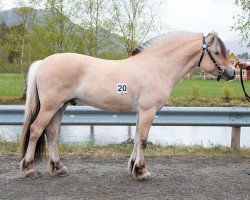 horse Fryds Birk (Fjord Horse, 2019, from Heggnes Balder)