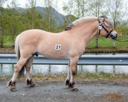 horse Mathildes Tinder (Fjord Horse, 2019, from Heggnes Balder)