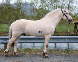 horse Moas Isfjording (Fjord Horse, 2019, from Herlig)