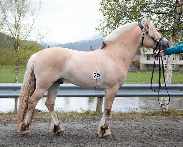 horse Hetles Kaspar (Fjord Horse, 2019, from Højgaards Nicko)