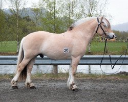 horse Løkke Safir (Fjord Horse, 2019, from Højgaards Nicko)