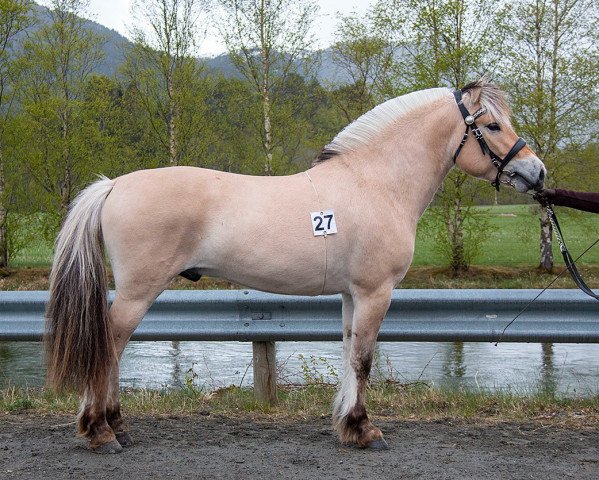 Pferd Emrik (Fjordpferd, 2019, von Kornvin Freidig N.2665)