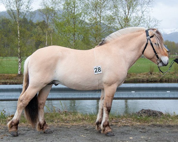 Pferd Dalens Oliver (Fjordpferd, 2019, von Leirdals Odin N-02-2609)