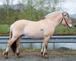 horse Dalens Oliver (Fjord Horse, 2019, from Leirdals Odin N-02-2609)