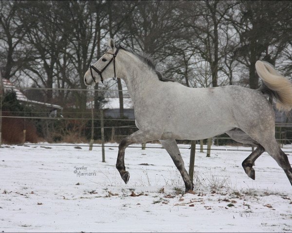 Pferd I am White Chocolate (Oldenburger, 2007, von Inselfürst)