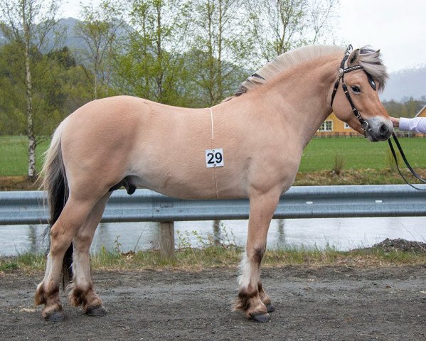 Pferd Endalen (Fjordpferd, 2019, von Nyvolls Trigger N.2705)