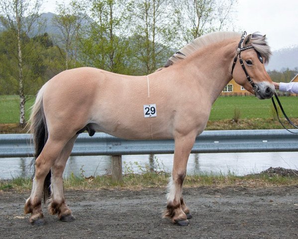 horse Endalen (Fjord Horse, 2019, from Nyvolls Trigger N.2705)