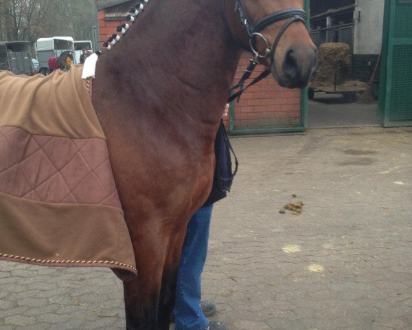 Pferd FS Heiden 10 (Deutsches Reitpony, 2010, von Oosteinds Ricky)