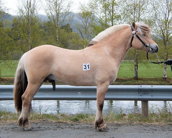 Pferd Teiglands Romeo (Fjordpferd, 2019, von Roslands Dalar)