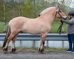 horse Klotstugus Tiljar (Fjord Horse, 2019, from Severin N.2284)