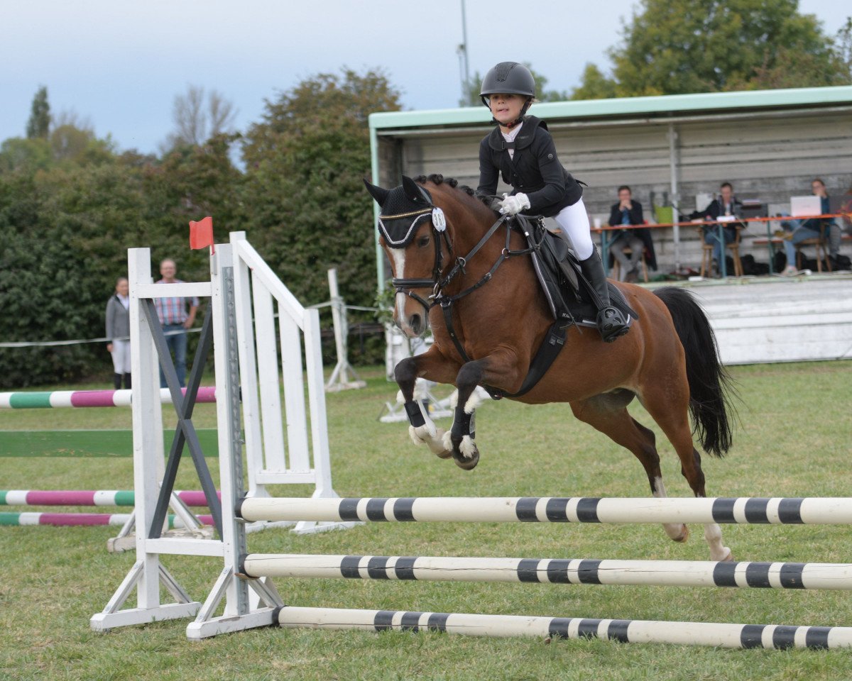 jumper Felina 172 (German Riding Pony, 2008, from Okay Big Bambu)