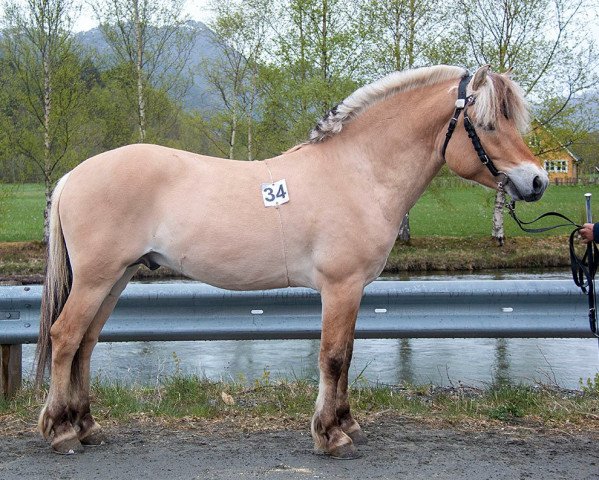 horse Salinas Romeo (Fjord Horse, 2019, from Severin N.2284)