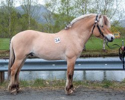 horse Salinas Romeo (Fjord Horse, 2019, from Severin N.2284)