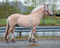 horse Løkke Rubin (Fjord Horse, 2019, from Toregardens Caiser)