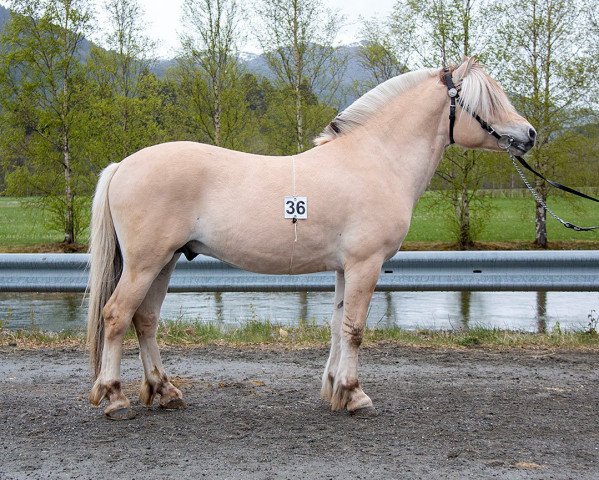 Pferd Norgrimas Oscar (Fjordpferd, 2019, von Toregardens Caiser)