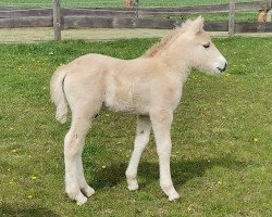 dressage horse Kilian HW (Fjord Horse, 2022, from Kelvin)