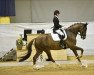 dressage horse Hokfa's Quantus FRH (Hanoverian, 2017, from Quantensprung 3)