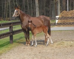 broodmare Carrara (Oldenburg, 1996, from Alabaster)