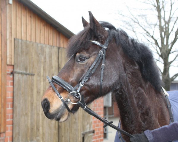 Pferd Speik (Deutsches Reitpony, 2004, von Ceres Brenin Spider)