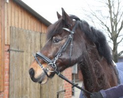 horse Speik (German Riding Pony, 2004, from Ceres Brenin Spider)