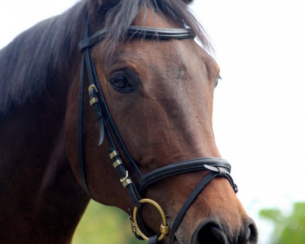 broodmare Melody (Württemberger, 2000, from Metteur)