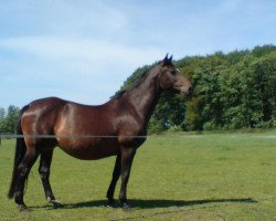 broodmare Gerana (Holsteiner, 1992, from Romino)