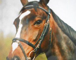 Zuchtstute Raisa (Hessisches Warmblut, 1994, von Radius BigB)