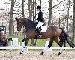 dressage horse Havanna 136 (Hanoverian, 2007, from Herzensdieb)