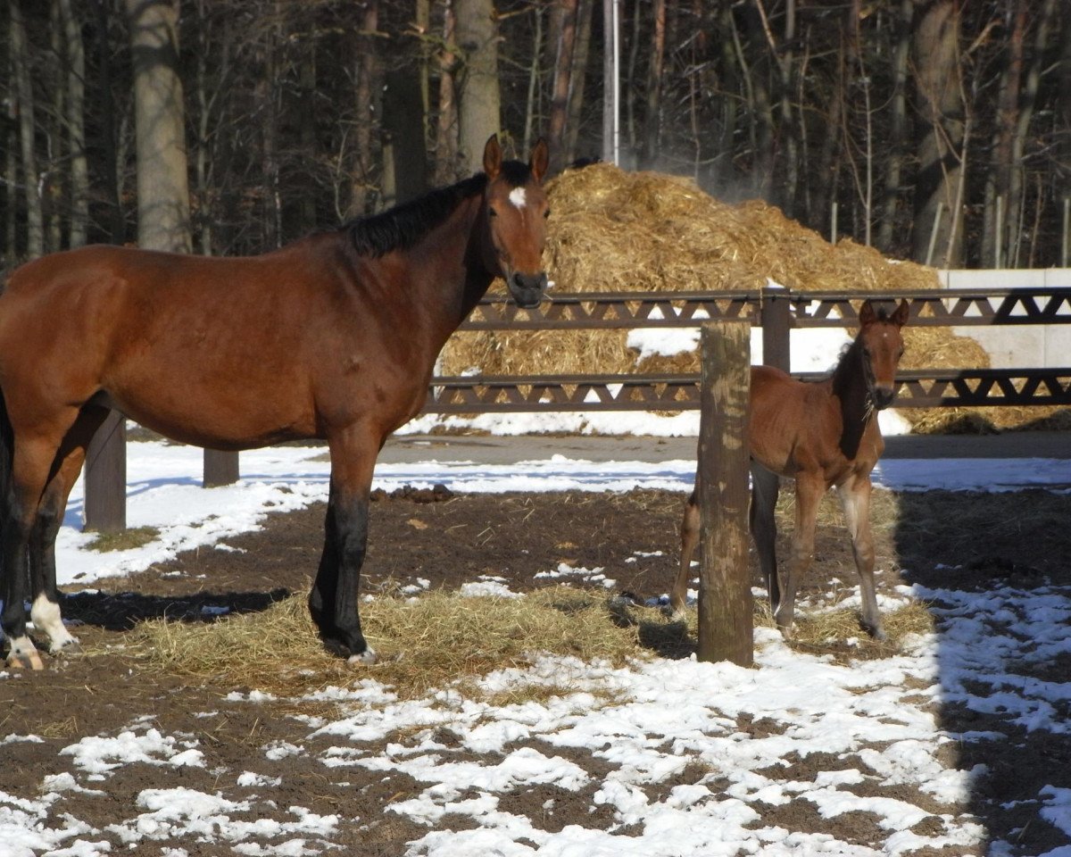 broodmare Ciara (Oldenburg, 2005, from Harmony's Baroncelli)