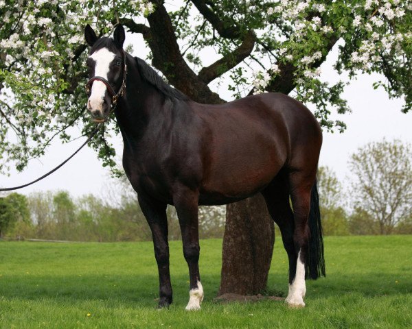 broodmare Feldrose (Oldenburg, 1993, from Dagon)