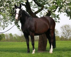 broodmare Feldrose (Oldenburg, 1993, from Dagon)