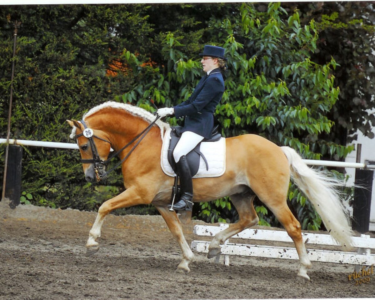 Deckhengst Antares (1,17% ox) (Edelbluthaflinger, 2000, von Aldebaran)