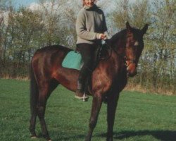 broodmare Halinka (Holsteiner, 1993, from Grundyman xx)