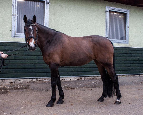 broodmare Celina 135 (Oldenburg show jumper, 2004, from Carry Gold)