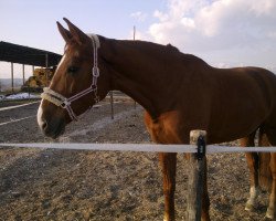 Pferd Charming Lulu (Hannoveraner, 2000, von Crazy Classic)