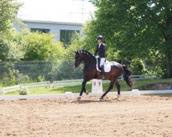 dressage horse Sezciano Forte (Oldenburg, 2013, from Sezuan)