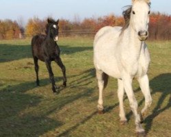 dressage horse Ginger (Holländisches Reitpony, 2000, from Rutowski)