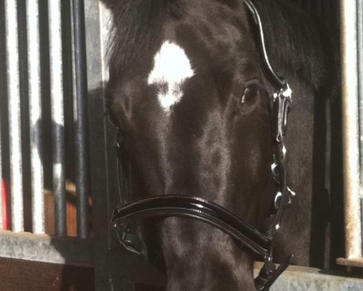 Dressurpferd Sansibar R (Hannoveraner, 2008, von San Remo)