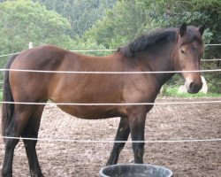 Pferd Zawadi (Noriker, 2011, von Wasil Nero XIV)