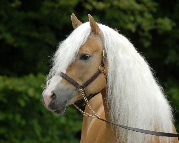 stallion Augartner (Haflinger, 1999, from liz. 101/T Amadeus)