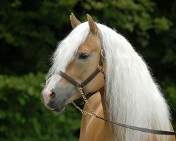 Deckhengst Augartner (Haflinger, 1999, von liz. 101/T Amadeus)