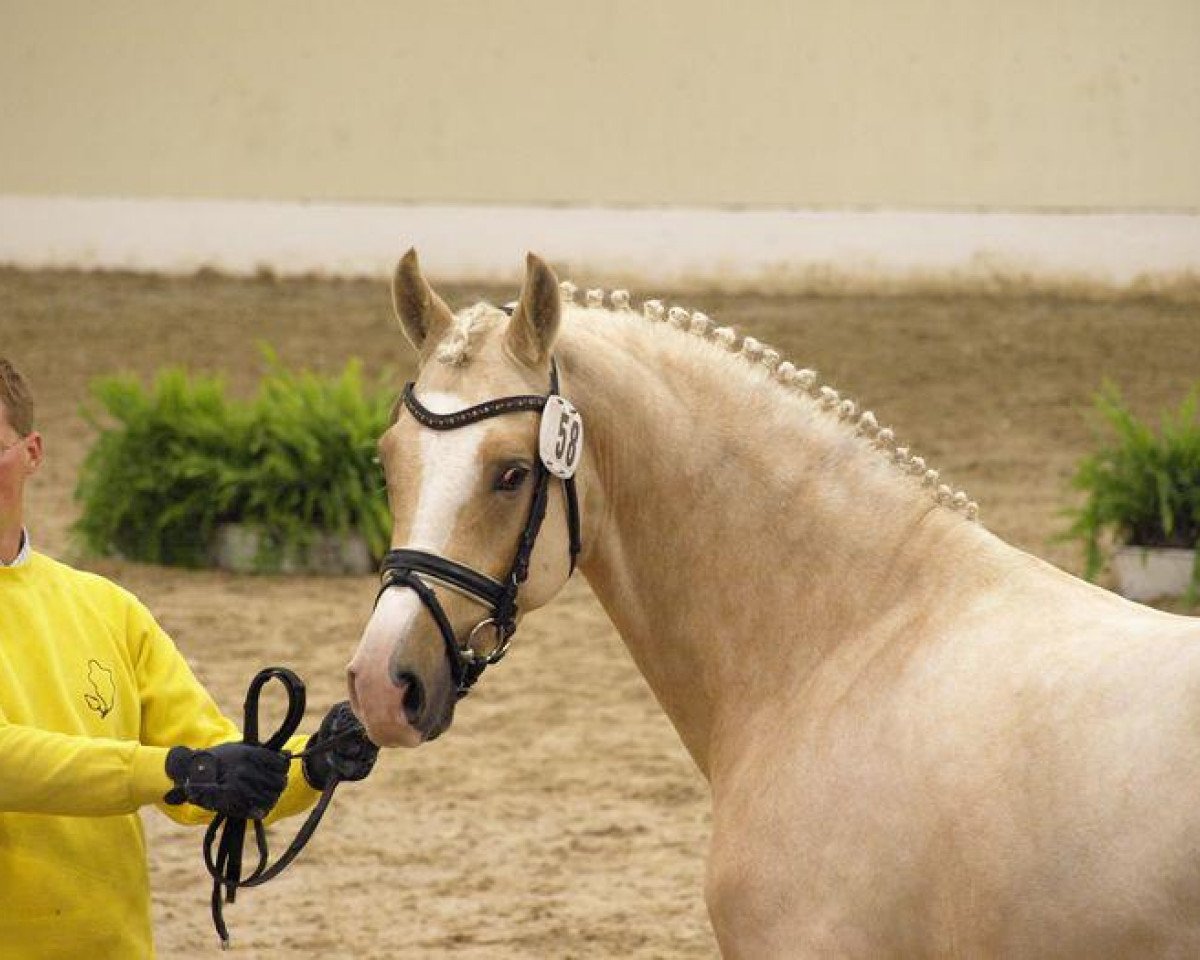 stallion Dorn-Cool de Luxe Se.M. (German Riding Pony, 2008, from Dior)