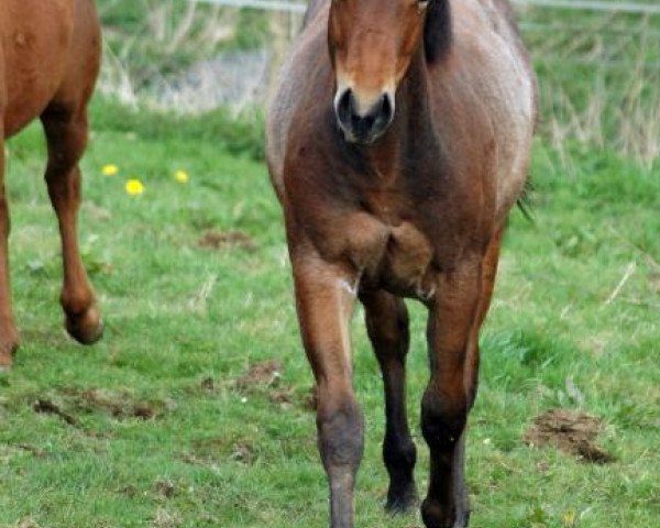 horse Dualenas Rowdy (Quarter Horse, 2011, from Rowdy Yankee)