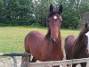 dressage horse Dark Rose 12 (Westphalian, 2010, from Diamond Hit)