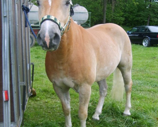 horse Stuart (Haflinger, 2002, from Sterzinger (12,5% ox))